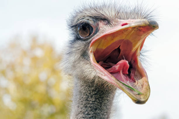 istock Angry Ostrich Close up portrait, Close up ostrich head (Struthio camelus) 1067171904