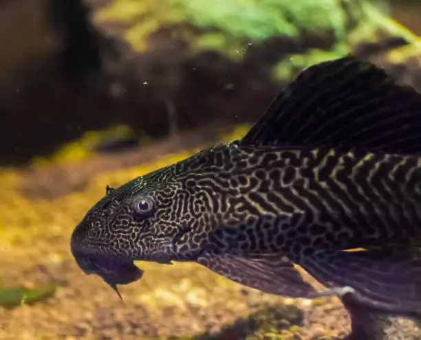 Photo of bottom dweller suckermouth tiger catfish also known as common pleco a tropcial aquarium fish pet from south america