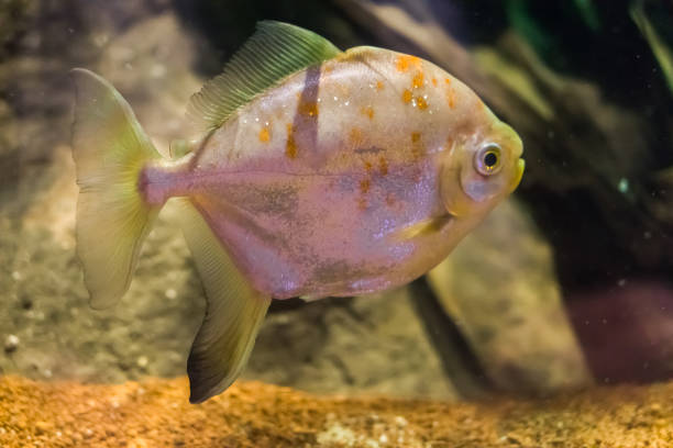 redhook myleus a well-known silver dollar fish species a tropical pet from sout america redhook myleus a well-known silver dollar fish species a tropical pet from sout america silver piranha fish stock pictures, royalty-free photos & images