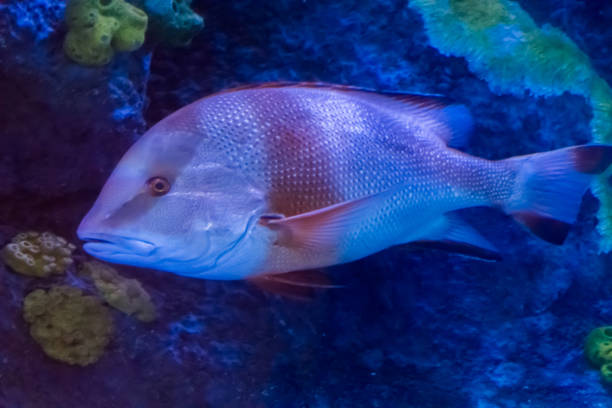 若い大人の赤い皇帝鯛太平洋から熱帯水族館の魚 - red band bream ストックフォトと画像