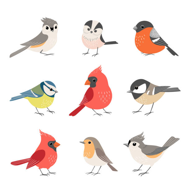 Collection of cute winter birds Set of cute winter birds isolated on white background songbird stock illustrations