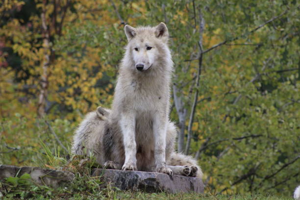 lone wolf d’arctique adultes en automne - stock image - louveteau gris photos et images de collection