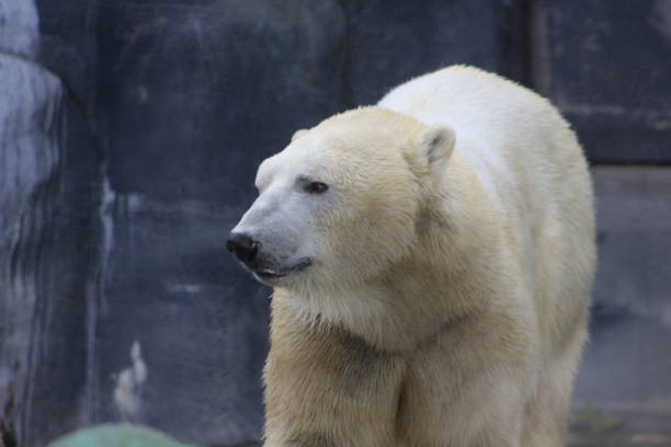 istock Polar bear portrait photograph 1067173580
