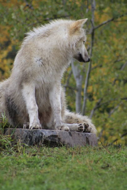 istock Lone Adult Arctic Wolf in Fall - Stock image 1067173600