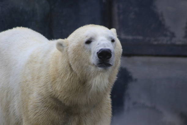 istock Polar bear portrait photograph 1067173604