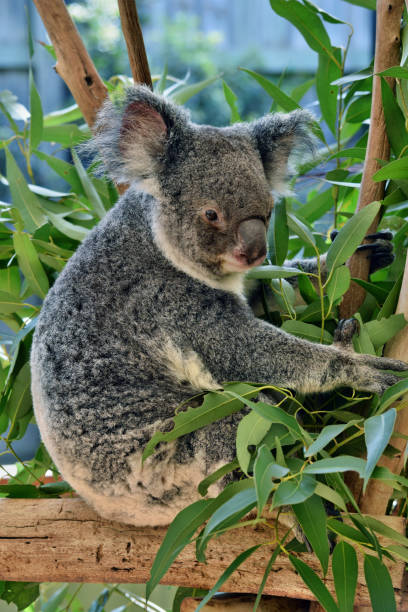 istock Cute koala sitting and eating eucalyptus on a tree branch 1067174572