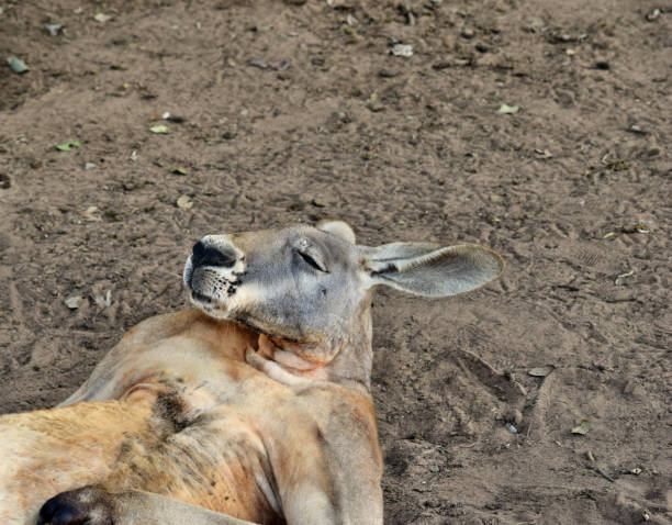 istock Very muscular wild red kangaroo lying on the grass 1067175892