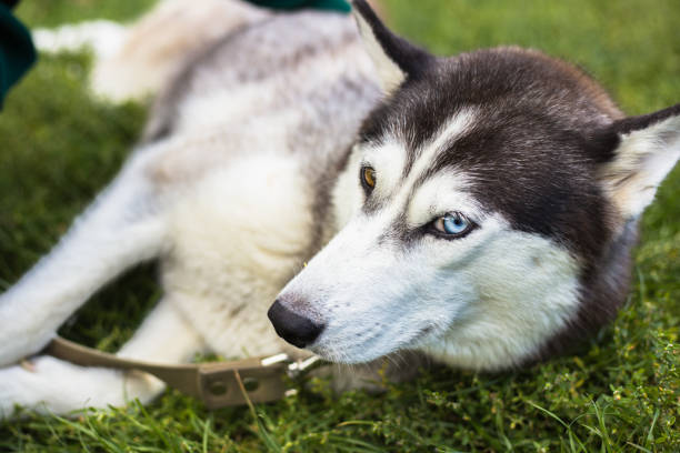istock Unusual eye heterochromia. Different eyes have Husky 1067176060