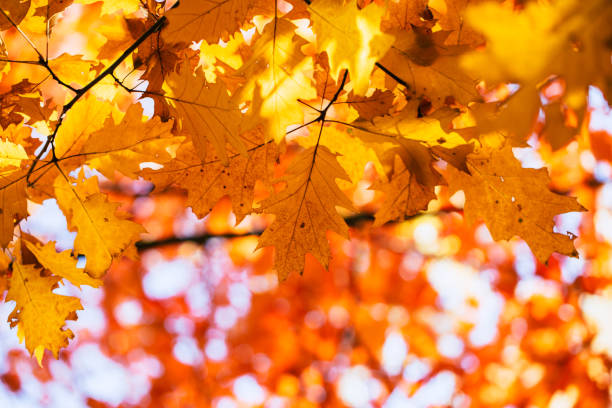 istock red autumn leaves of oak background 1067176084