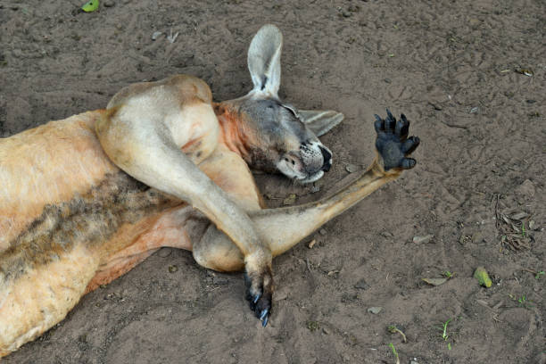 istock Very muscular wild red kangaroo lying with hand up 1067176204