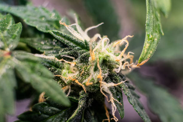 istock trichomes on marijuana buds close-up 1067176272