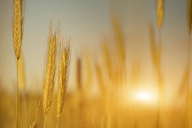 istock Wonderful golden wheat field with sunlight on beautiful sunset. 1067178642