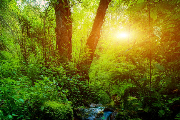 istock Wonderful rainforest creek and stones at sunset. 1067178918