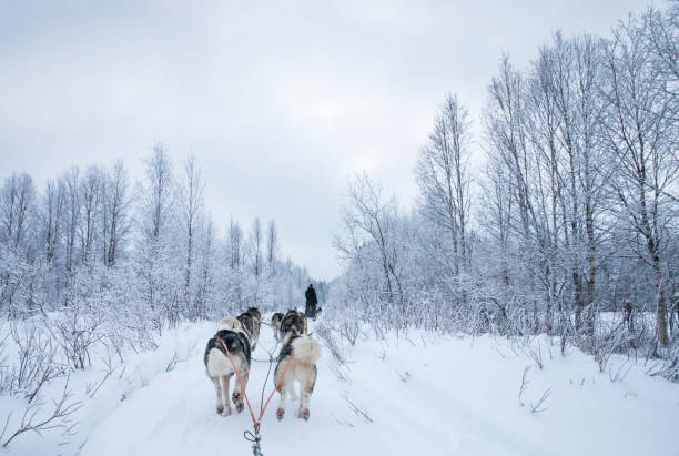 istock working husky dogs in arctic Finland 1067179530
