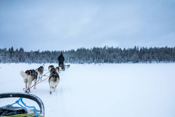 istock working husky dogs in arctic Finland 1067179536