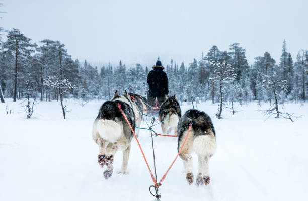 istock working husky dogs in arctic Finland 1067179538
