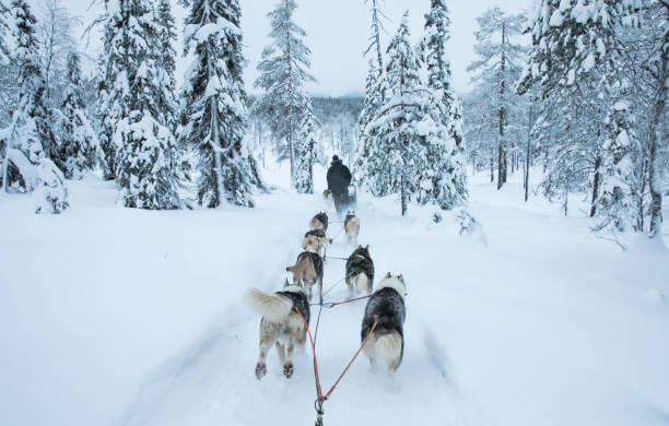 istock working husky dogs in arctic Finland 1067179554