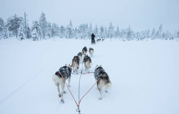istock working husky dogs in arctic Finland 1067179556