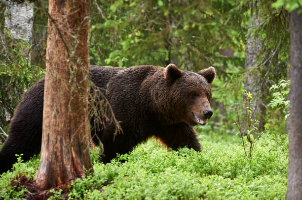 istock Wild brown bear (Ursus arctos) in the forest 1067180692