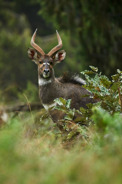 istock Male mountayn nyala 1067181222
