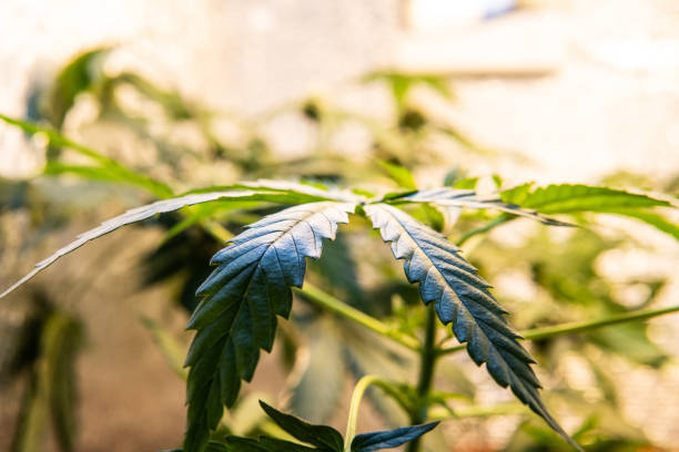 istock growing medical marijuana in canada. Professional Growing Marijuana 1067184004
