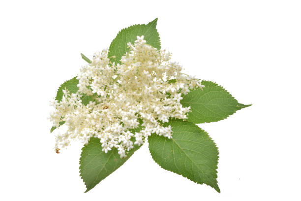 istock Elderflower and leaves isolated 1067184240