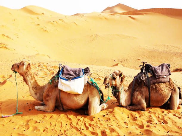 istock camel in the desert in morocco 1067187040
