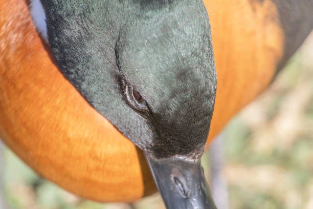 istock Mallard Duck Close up portrait (Anas platyrhynchos) 1067187388