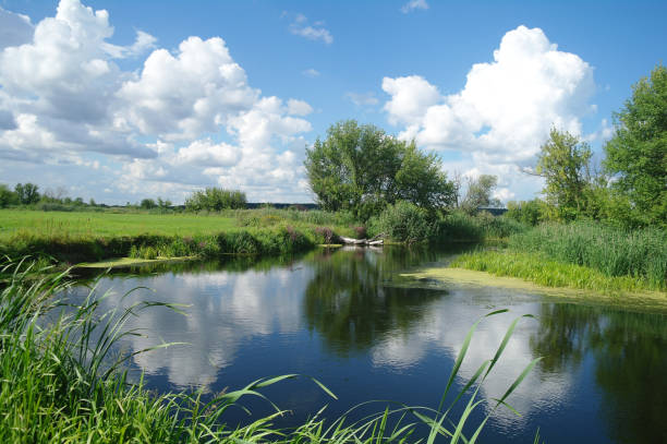 istock Summer lake near the forest with trees. 1067187468
