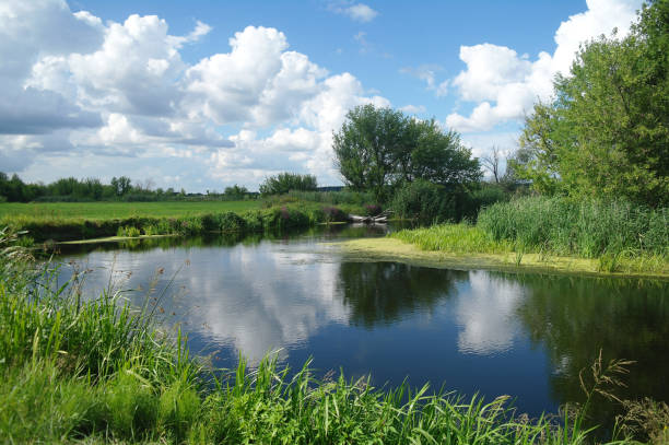 istock Summer lake near the forest with trees. 1067187518