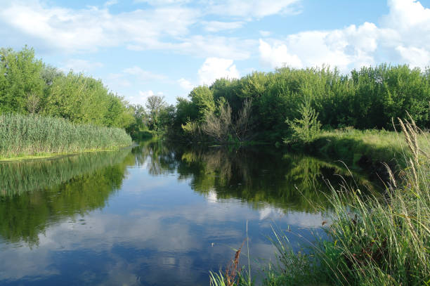 istock Summer lake near the forest with trees. 1067187552