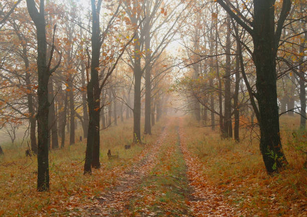 istock autumn forest with misty morning 1067187612