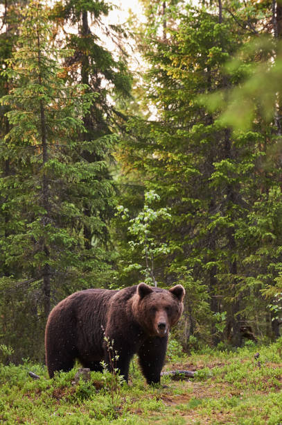 istock Big brown bear (Ursus arctos) in the forest 1067187868