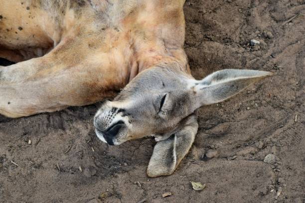 istock Very muscular wild red kangaroo lying on the grass 1067189856