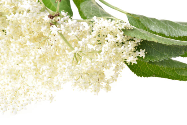 Elderflower and leaves isolated on white background