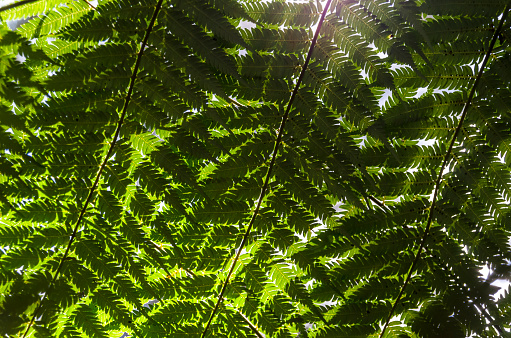 Exotic tropical fern leaf on Mokoroa Falls Track, Waitakere, New Zealand