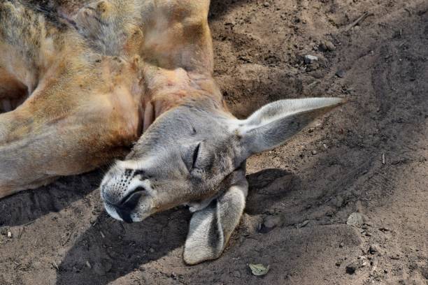 istock Very muscular wild red kangaroo lying on the grass 1067192544