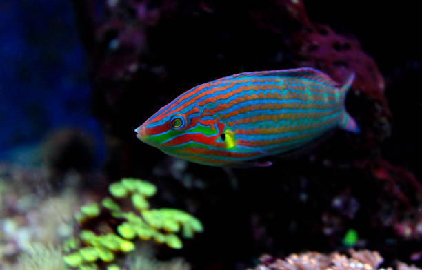 Hoeven's Wrasse (Halichoeres melanurus) Hoeven's Wrasse (Halichoeres melanurus) melanurus wrasse stock pictures, royalty-free photos & images