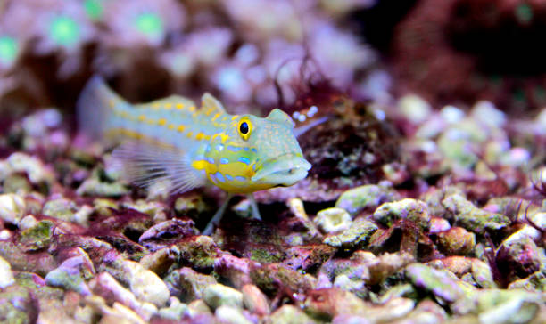 алмазный сторож гоби (валенсия пуелларис) - living organism process horizontal close up underwater стоковые фото и изображения