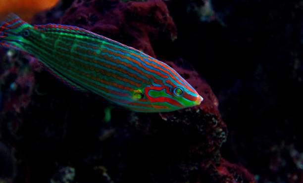 Hoeven's Wrasse (Halichoeres melanurus) Hoeven's Wrasse (Halichoeres melanurus) melanurus wrasse stock pictures, royalty-free photos & images