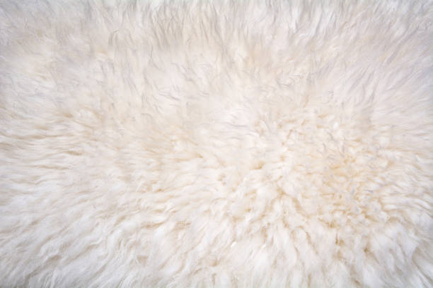 istock Texture of natural sheep wool. White soft warm background. 1067198516