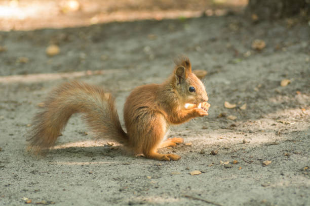 istock Beautiful red squirrel is eating nuts in the park 1067198608