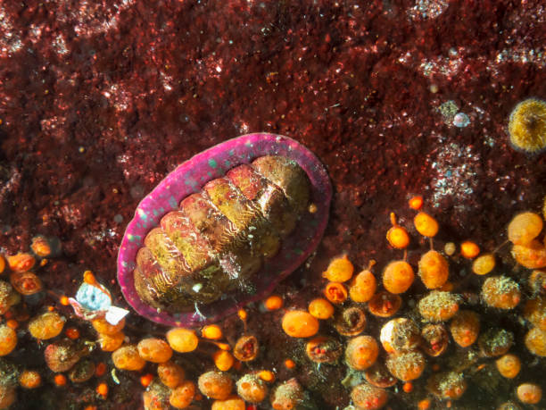 chiton z podszewką (tonicella lineata) - chiton zdjęcia i obrazy z banku zdjęć