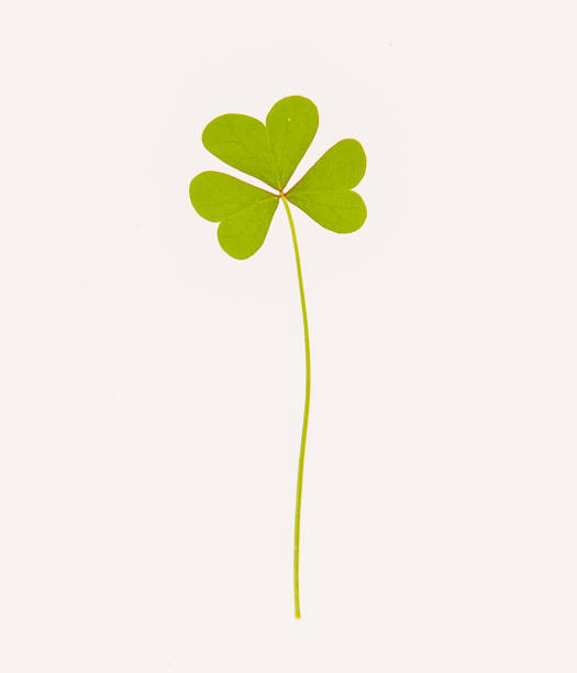 istock leaves, plants, and grasses on the white background 1067203740