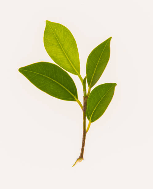 istock leaves, plants, and grasses on the white background 1067203790