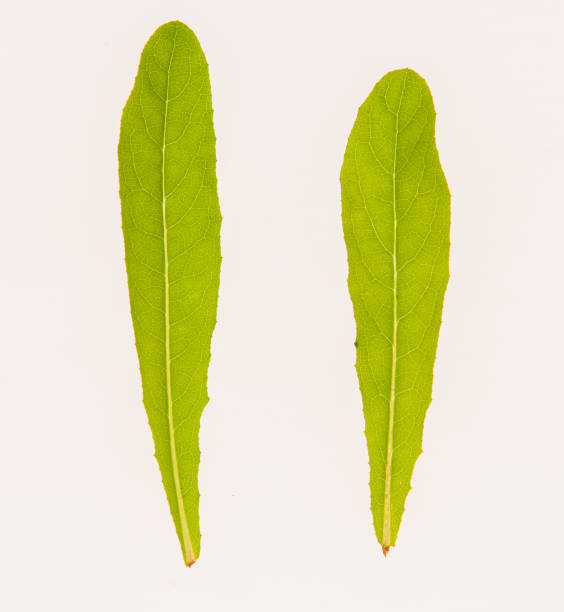 istock leaves, plants, and grasses on the white background 1067203796