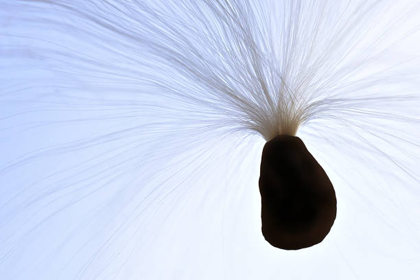 A single milkweed seed doing its thang... Flying and floating around in the air.