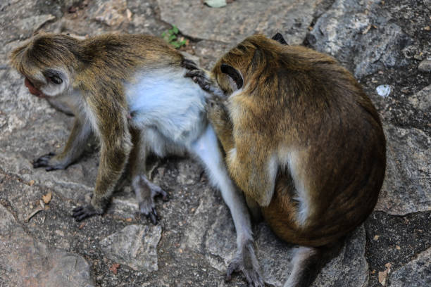 istock Srilanka Dambulla Rajamaha Viharaya Monkey scratching 1067208382
