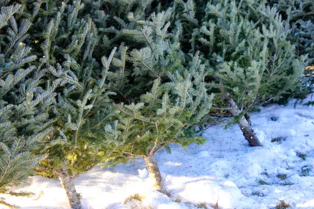 Freshly cut Christmas trees in a row on snow
