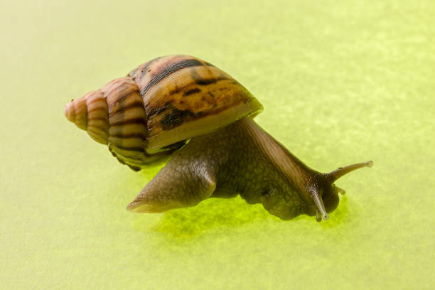 istock a snail in the background of green 1067213164